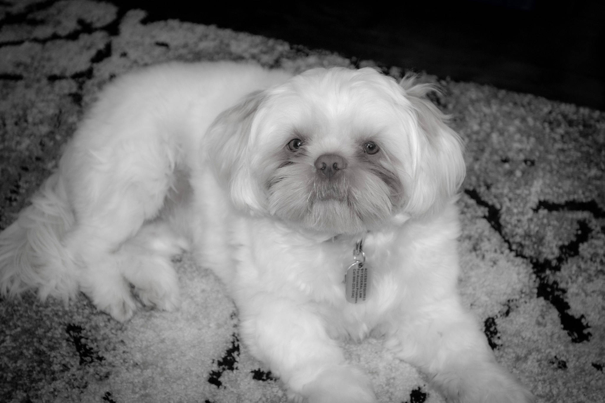 Arwen is registered to the contest to win money with this photo: canidae, carnivore, companion_dog, dog, dog_breed, fur, mal_shi, maltese, mammal, non_sporting_group, pekapoo, puppy, shih_poo, shih_tzu, small_terrier, snout, tongue, toy_dog, vertebrate, working_animal