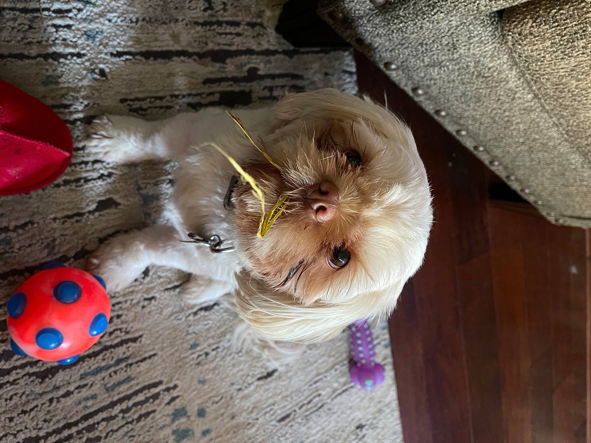 Arwen is registered to the contest to win money with this photo: ball, beetle, carnivore, companion_dog, dog, dog_breed, dog_supply, dog_toy, fawn, fur, ladybug, maltepoo, non_sporting_group, pet_supply, puppy, small_terrier, toy, toy_dog, working_animal