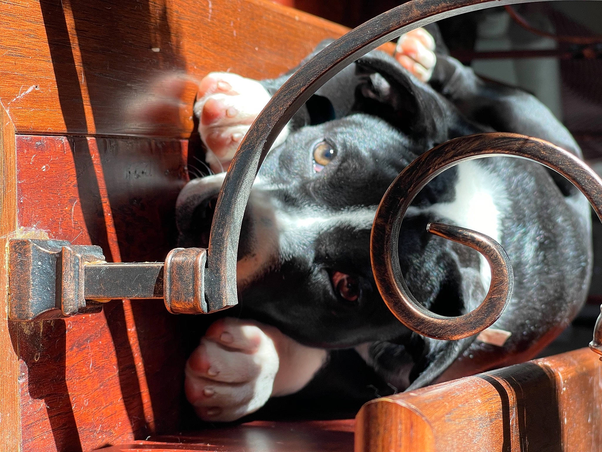 Harley is registered to the contest to win money with this photo: brick, collar, companion_dog, dog_breed, iron, livestock, metal, snout, steel, steering_part, steering_wheel, working_animal