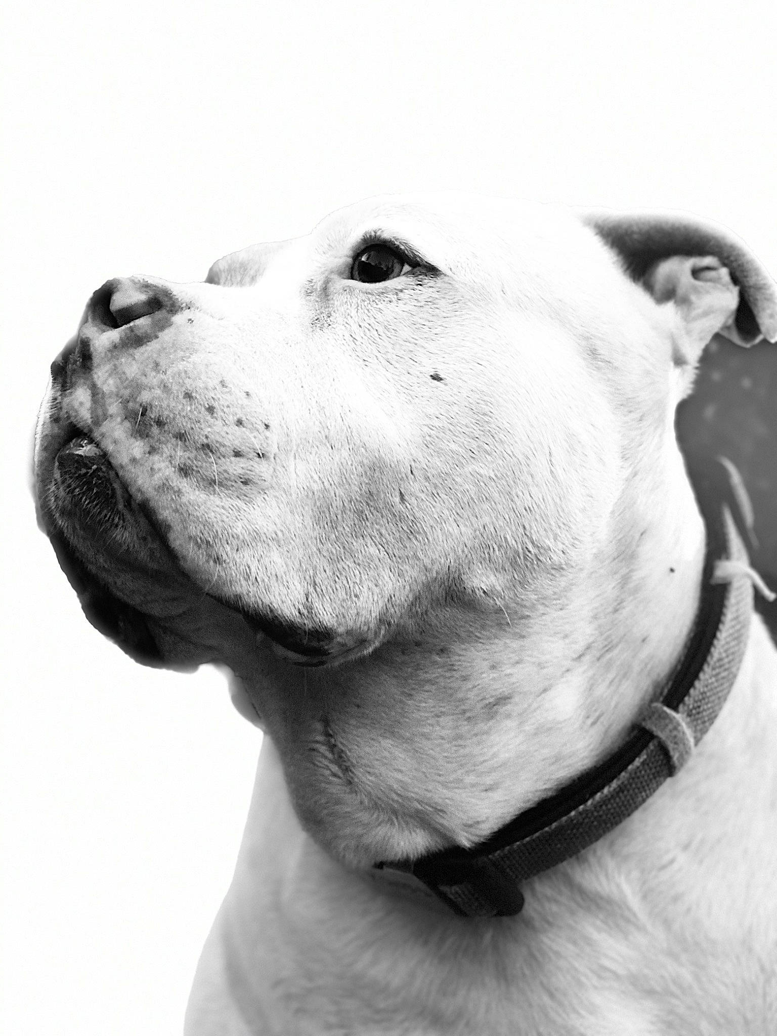 Sierra joined the competition — help win amazing prizes! carnivore, collar, companion_dog, dog, dog_breed, dog_collar, jaw, mammal, monochrome_photography, neck, organ, pet_supply, skin, snout, style, terrestrial_animal, vertebrate, whiskers, white, working_animal