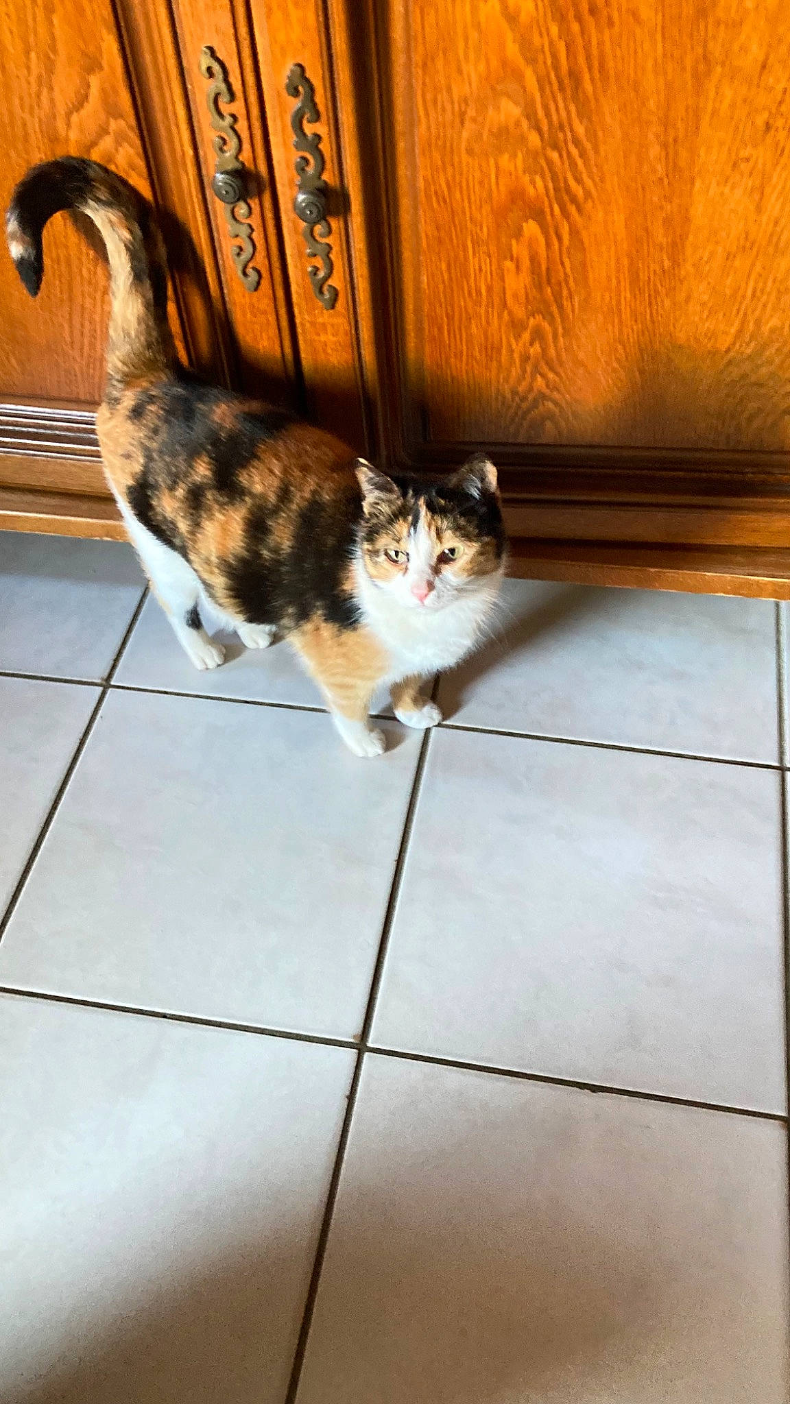 Plume a rejoint le concours — aidez-le/la à gagner de superbes lots ! brown, carnivore, cat, domestic_short_haired_cat, fawn, felidae, floor, flooring, fur, hardwood, mammal, plant, small_to_medium_sized_cats, snout, tail, tile_flooring, vertebrate, whiskers, window, wood