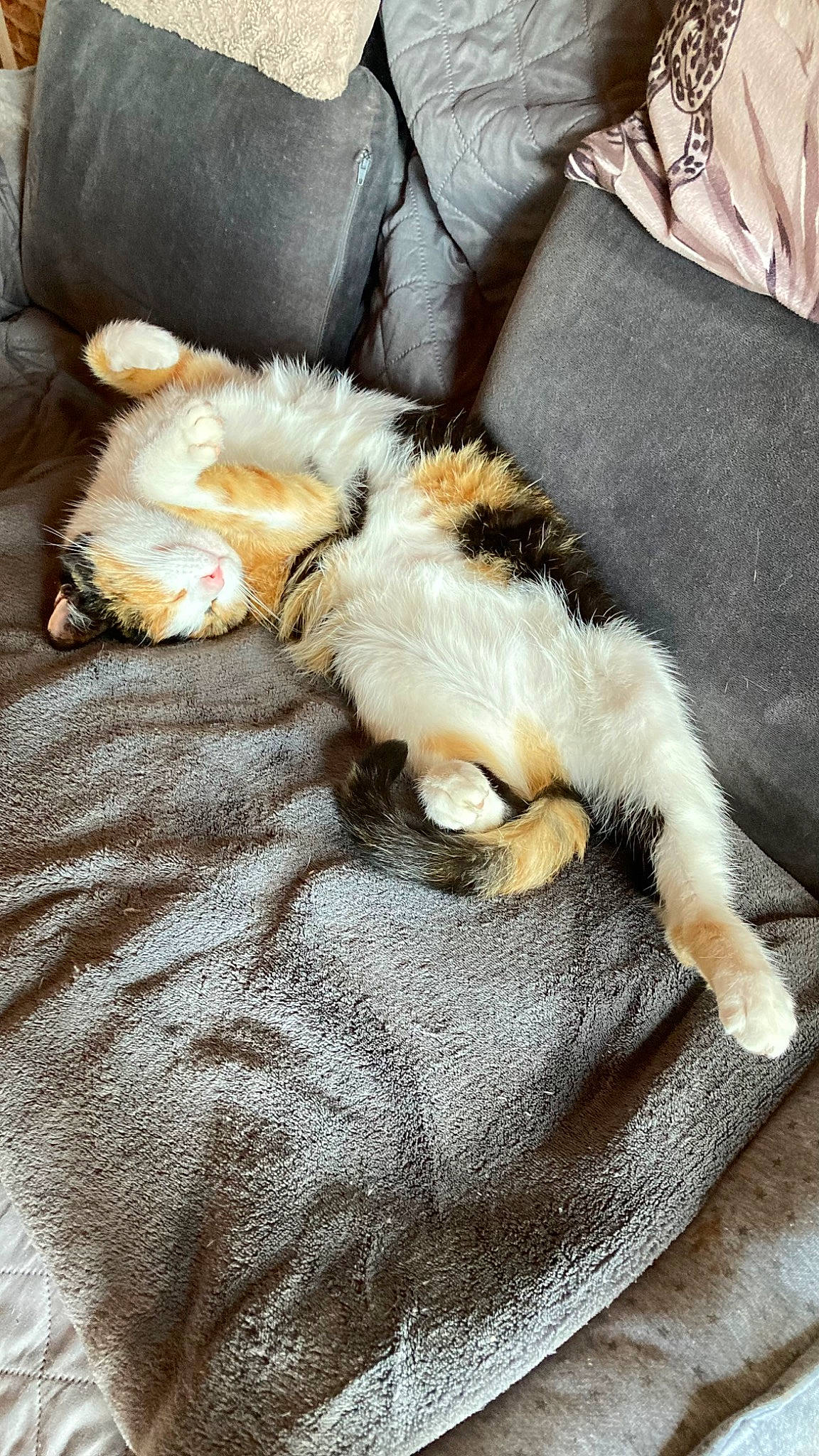 Plume a rejoint le concours — aidez-le/la à gagner de superbes lots ! carnivore, cat, claw, comfort, companion_dog, couch, dog_breed, fawn, felidae, fur, human_leg, lap, linens, mammal, paw, small_to_medium_sized_cats, tail, textile, toy_dog, whiskers