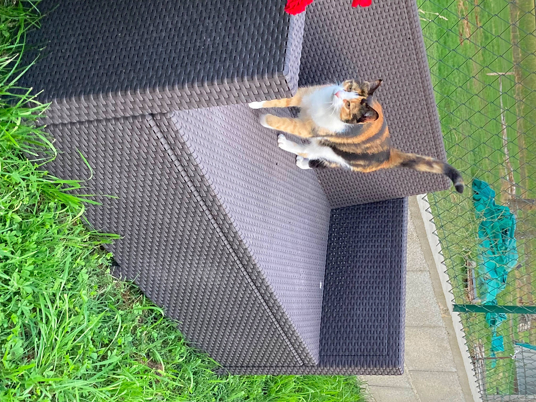 Plume participe au concours pour gagner de l'argent avec cette photo : animal_shelter, cage, carnivore, chain_link_fencing, companion_dog, dog, dog_breed, fawn, felidae, grass, leisure, mesh, net, pet_supply, plant, recreation, road_surface, sidewalk, tail, wire_fencing