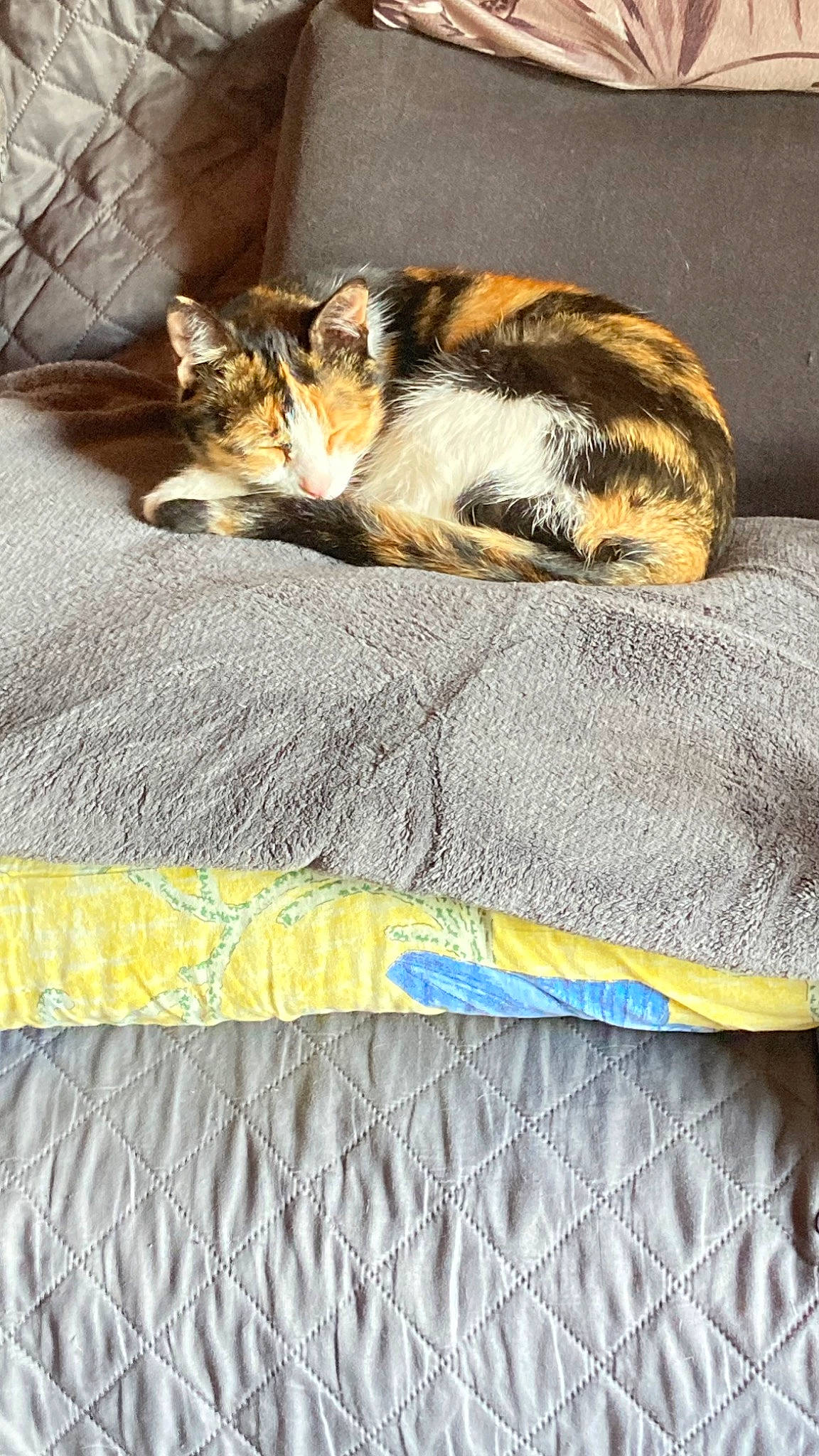 Plume a rejoint le concours — aidez-le/la à gagner de superbes lots ! bed_sheet, bedding, carnivore, cat, cat_supply, comfort, domestic_short_haired_cat, felidae, flooring, fur, grass, linens, nap, pattern, paw, sand, small_to_medium_sized_cats, tail, textile, whiskers