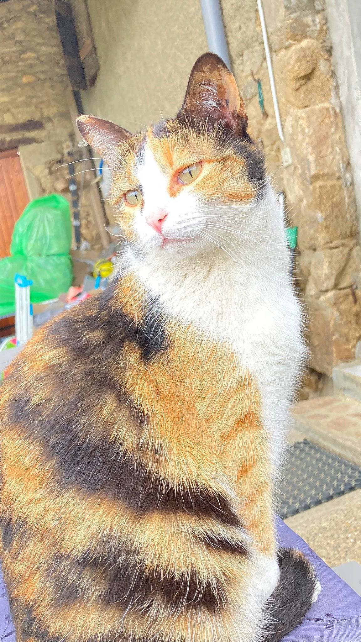 Plume a rejoint le concours — aidez-le/la à gagner de superbes lots ! art, carnivore, cat, domestic_short_haired_cat, fawn, felidae, fur, paw, sitting, small_to_medium_sized_cats, snout, tail, terrestrial_animal, tree, whiskers, window