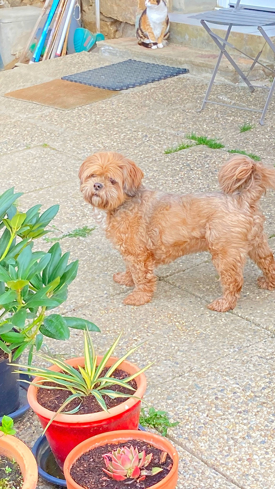 Nicky a rejoint le concours — aidez-le/la à gagner de superbes lots ! annual_plant, carnivore, companion_dog, dog, dog_breed, fawn, flower, flowerpot, garden, grass, herb, houseplant, liver, plant, soil, sporting_group, terrestrial_plant, terrier, toy_dog, working_animal