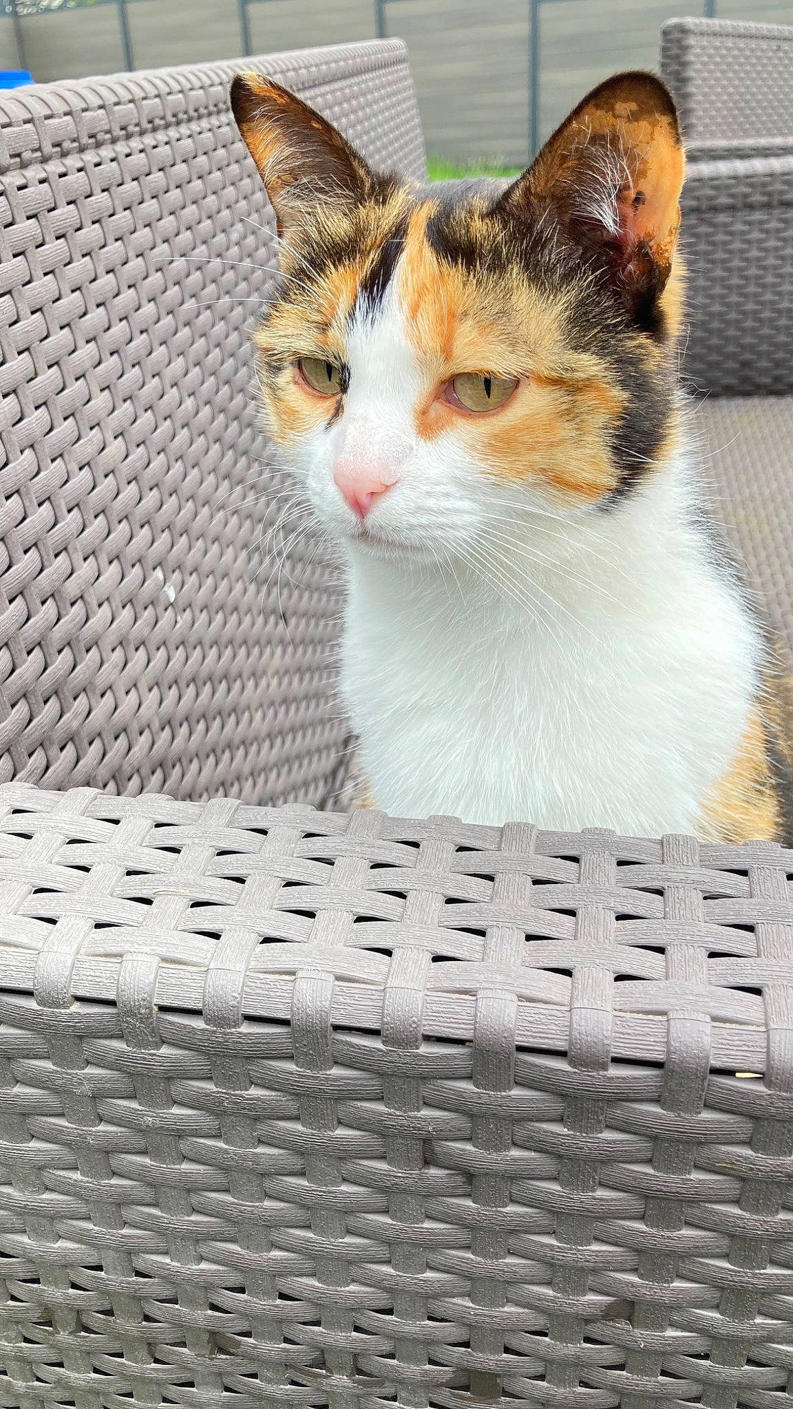 Plume participe au concours pour gagner de l'argent avec cette photo : box, carnivore, cat, comfort, domestic_short_haired_cat, felidae, fur, grey, linens, pattern, paw, sitting, small_to_medium_sized_cats, snout, tail, tree, whiskers, window, wood, woven_fabric