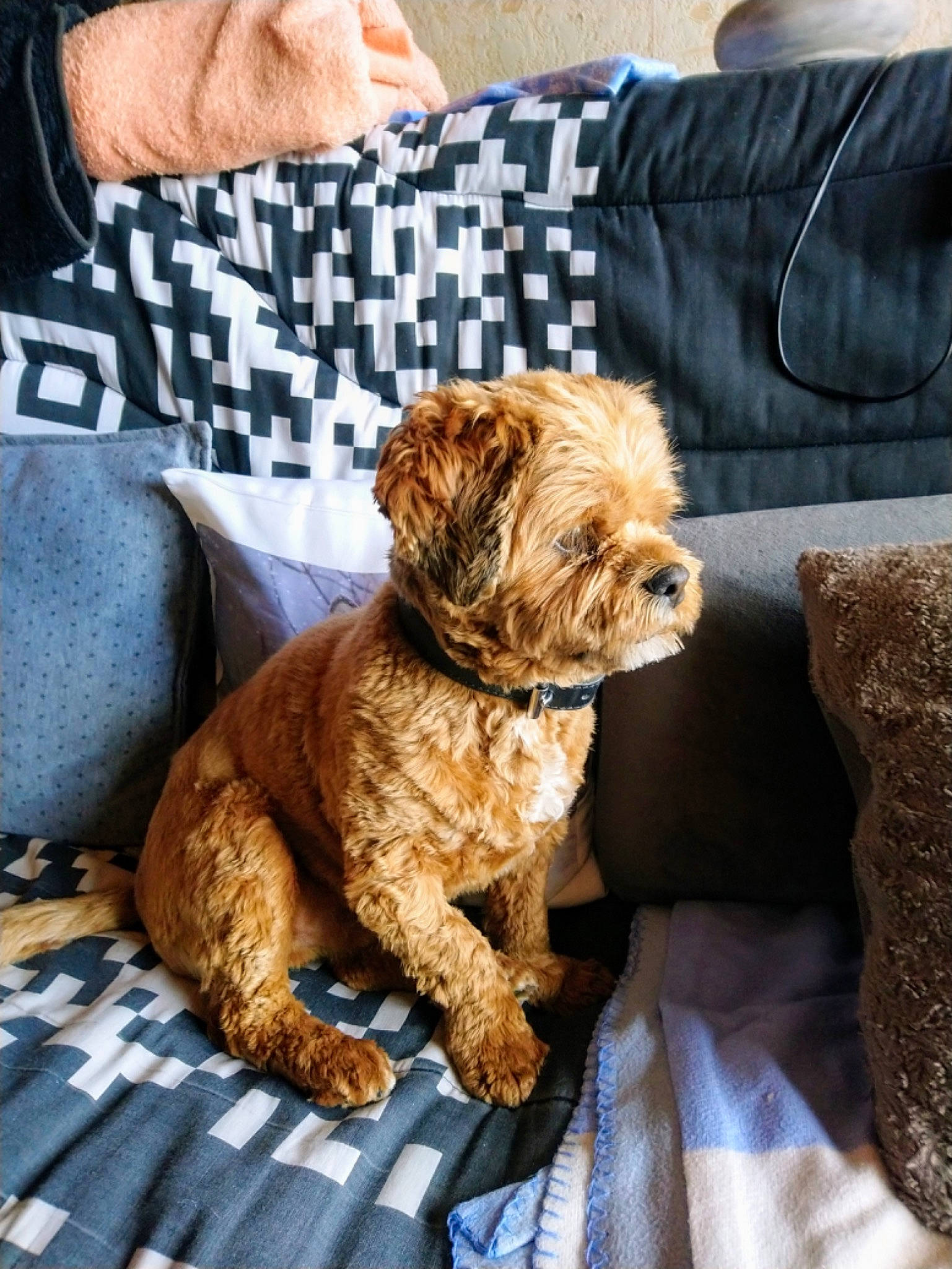 Nicky participe au concours pour gagner de l'argent avec cette photo : canidae, carnivore, collar, comfort, companion_dog, dog, dog_breed, dog_collar, fawn, fur, glasses, liver, poodle, snout, sporting_group, terrier, toy_dog, water_dog, working_animal, yorkipoo