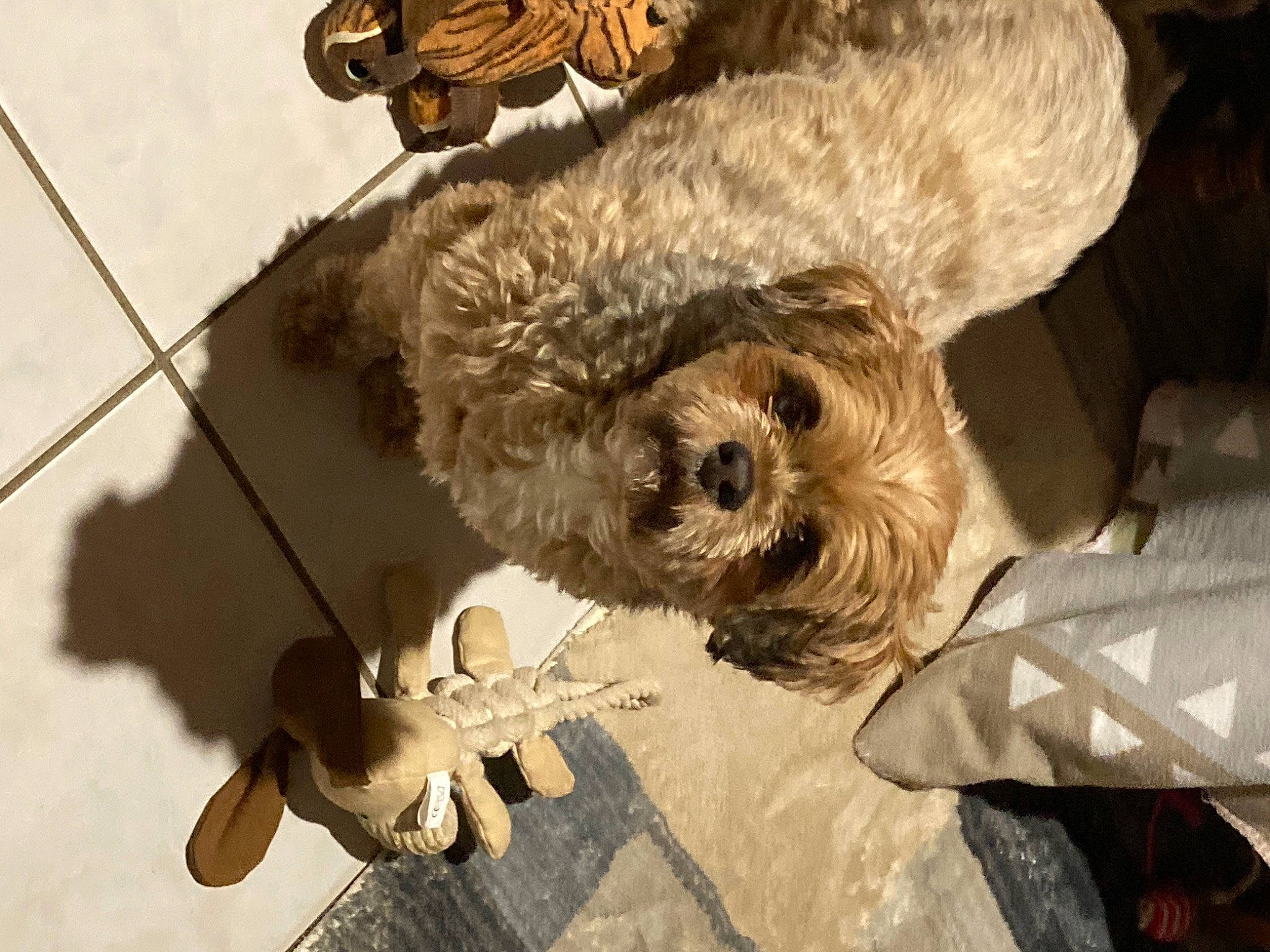 Nicky participe au concours pour gagner de l'argent avec cette photo : canidae, carnivore, companion_dog, dog, dog_breed, fawn, fur, mammal, poodle, small_terrier, snout, sporting_group, stuffed_toy, tail, terrier, toy, toy_dog, twig, wood, yorkipoo