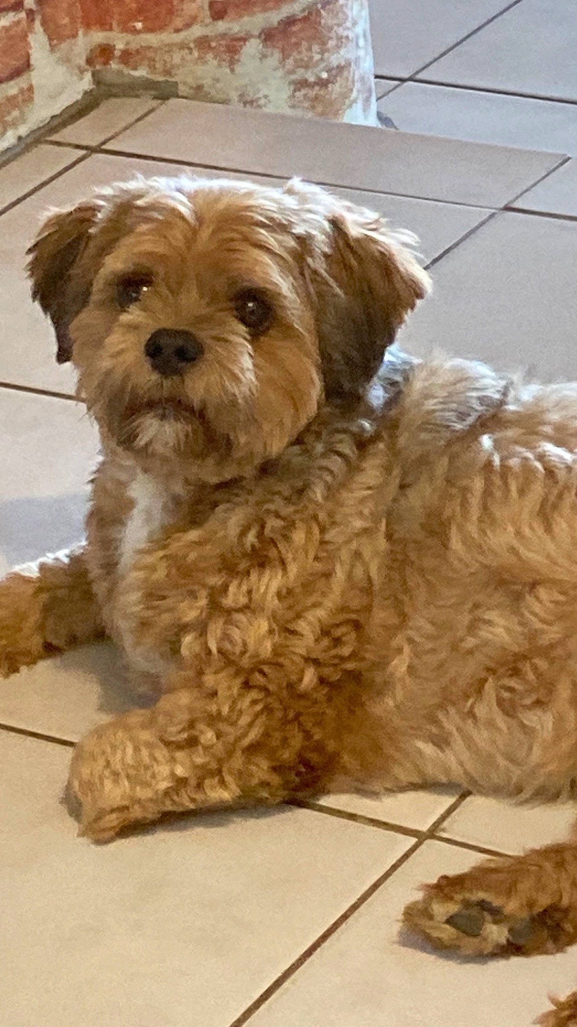 Nicky participe au concours pour gagner de l'argent avec cette photo : canidae, carnivore, companion_dog, dog, dog_breed, dog_supply, fur, liver, maltepoo, poodle_crossbreed, shih_poo, small_terrier, snout, sporting_group, terrestrial_animal, terrier, toy_dog, water_dog, working_animal, yorkipoo