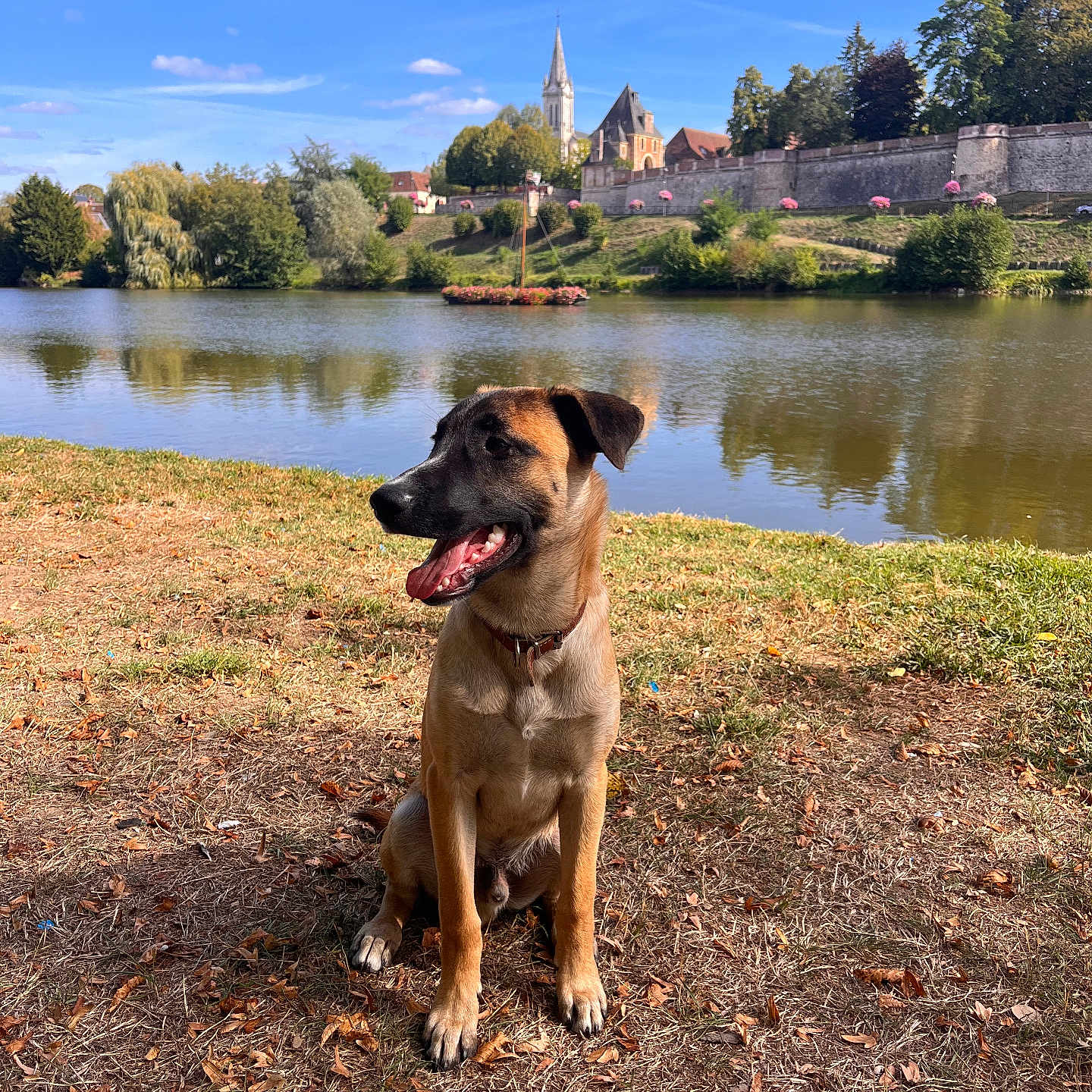 Virgule participe au concours pour gagner de l'argent avec cette photo : dog, sitting, lakeside, lake, water, outdoors, park, landscape, church, stone_wall, flowers, trees, grass, fallen_leaves, blue_sky, reflection, portrait, collar, happy, sunny