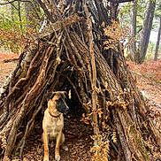Virgule a rejoint le concours — aidez-le/la à gagner de superbes lots ! dog, canine, animal, pet, sitting, outdoors, forest, woodland, nature, trees, branches, sticks, shelter, den, autumn, fall_leaves, brown_fur, black_mask, collar, ground