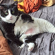 Caline participe au concours pour gagner de l'argent avec cette photo : cat, black_and_white_cat, green_eyes, bed, blanket, quilted_bedspread, fur, pet, animal, relaxed, indoor, cozy, soft_texture, resting, paw, whiskers, feline, comfort, lying_down, domestic_animal