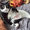 cat, black_and_white_cat, green_eyes, bed, blanket, quilted_bedspread, fur, pet, animal, relaxed, indoor, cozy, soft_texture, resting, paw, whiskers, feline, comfort, lying_down, domestic_animal