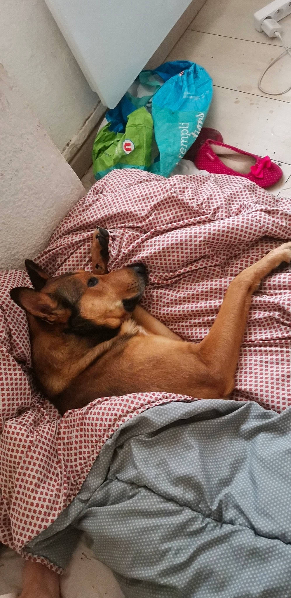 Ninours a rejoint le concours — aidez-le/la à gagner de superbes lots ! canidae, carnivore, cat, cirneco_delletna, dog, dog_breed, fawn, miniature_pinscher, pharaoh_hound, puppy, toy_dog, vizsla