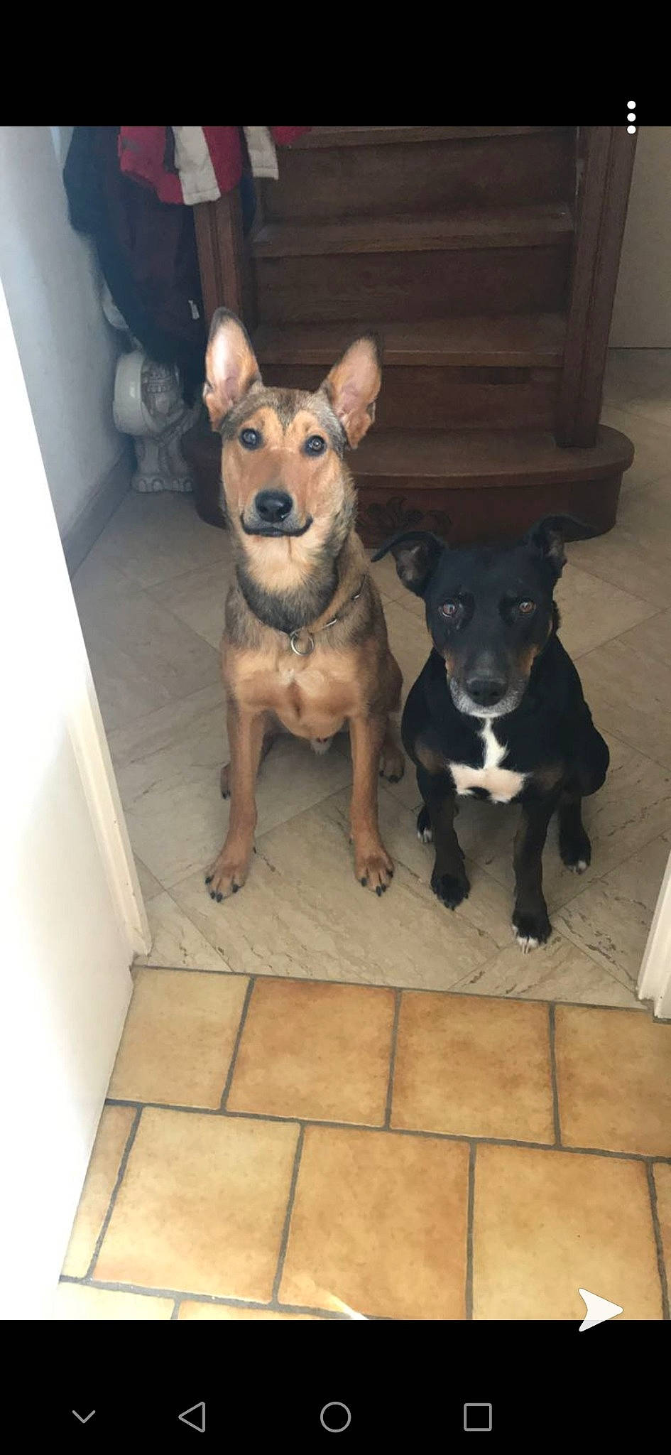 Ninours a rejoint le concours — aidez-le/la à gagner de superbes lots ! australian_kelpie, canidae, carnivore, dog, dog_breed, fawn, mammal, rare_breed_dog, snout, sporting_group, vertebrate