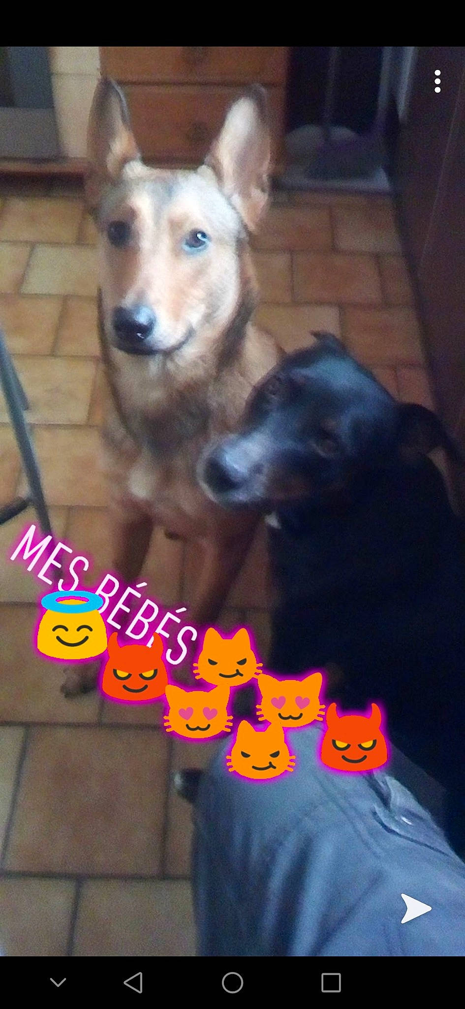 Ninours participe au concours pour gagner de l'argent avec cette photo : canidae, carnivore, dog, dog_breed, fawn, mammal, miniature_pinscher, photo_caption, puppy, street_dog, working_dog