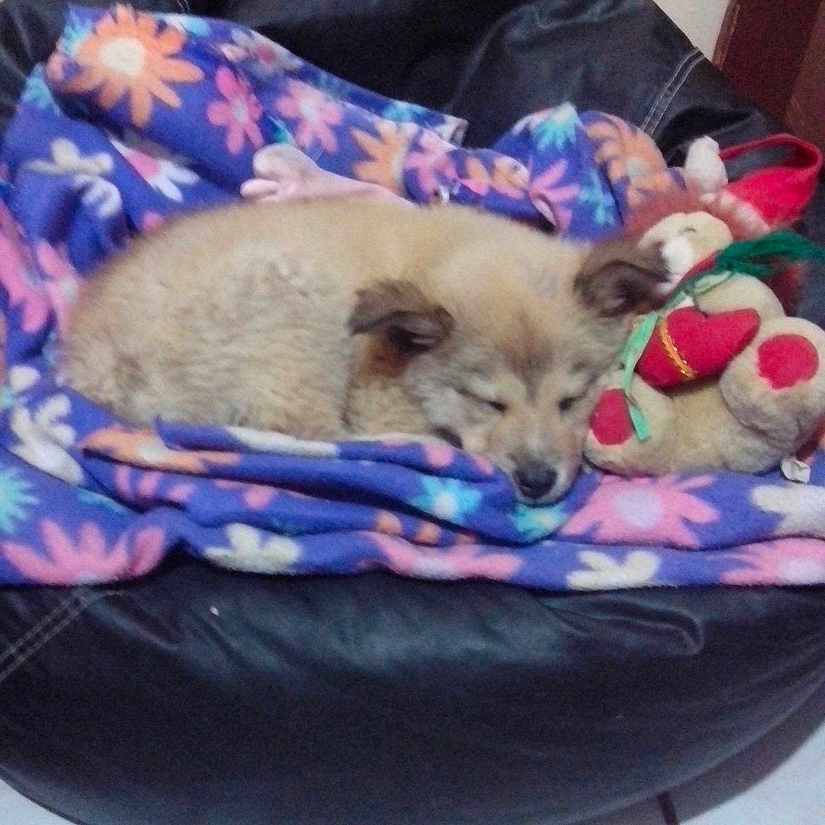Hachiko is registered to the contest to win money with this photo: carnivoran, cat, cat_like_mammal, dog, dog_breed, dog_breed_group, dog_like_mammal, kitten, mammal, pomeranian, puppy, small_to_medium_sized_cats, whiskers