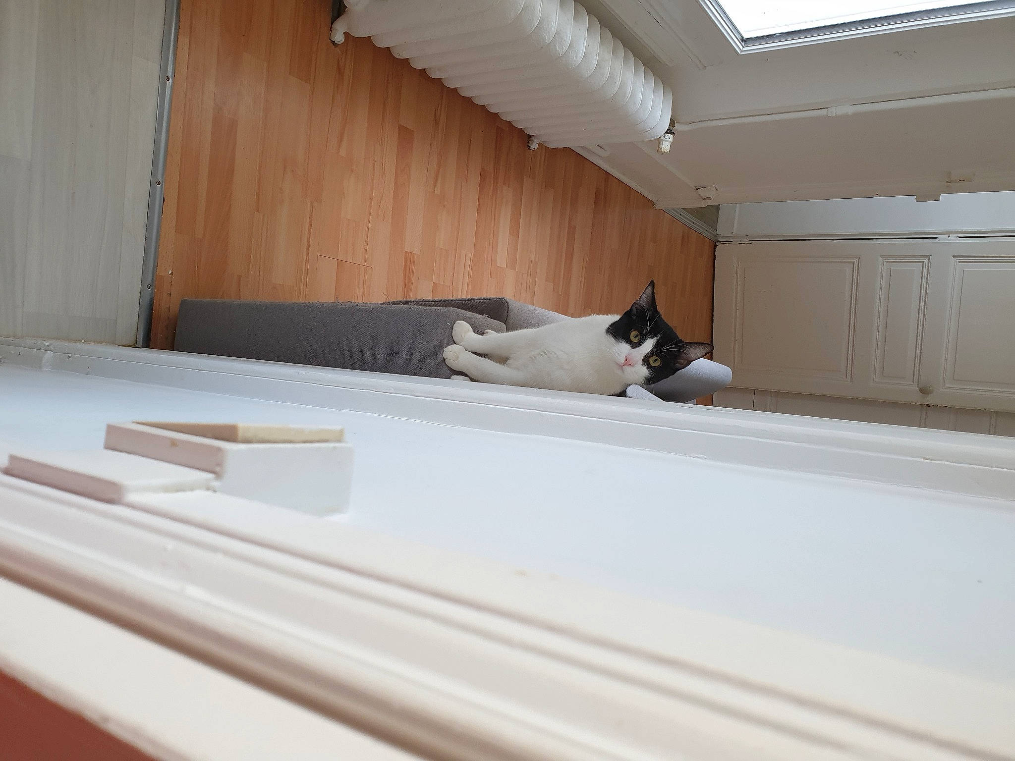 Baya participe au concours pour gagner de l'argent avec cette photo : building, carnivore, cat, ceiling, comfort, felidae, floor, flooring, hardwood, interior_design, material_property, plywood, property, roof, shade, small_to_medium_sized_cats, stairs, window, window_covering, wood