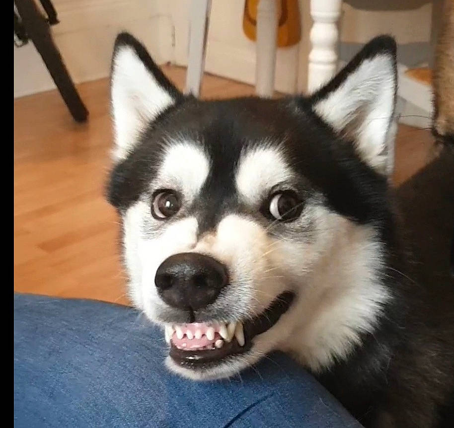 Balto participe au concours pour gagner de l'argent avec cette photo : ancient_dog_breeds, canidae, carnivore, companion_dog, dog, dog_breed, flooring, fur, hardwood, non_sporting_group, sled_dog, sporting_group, terrestrial_animal, whiskers, working_animal, working_dog