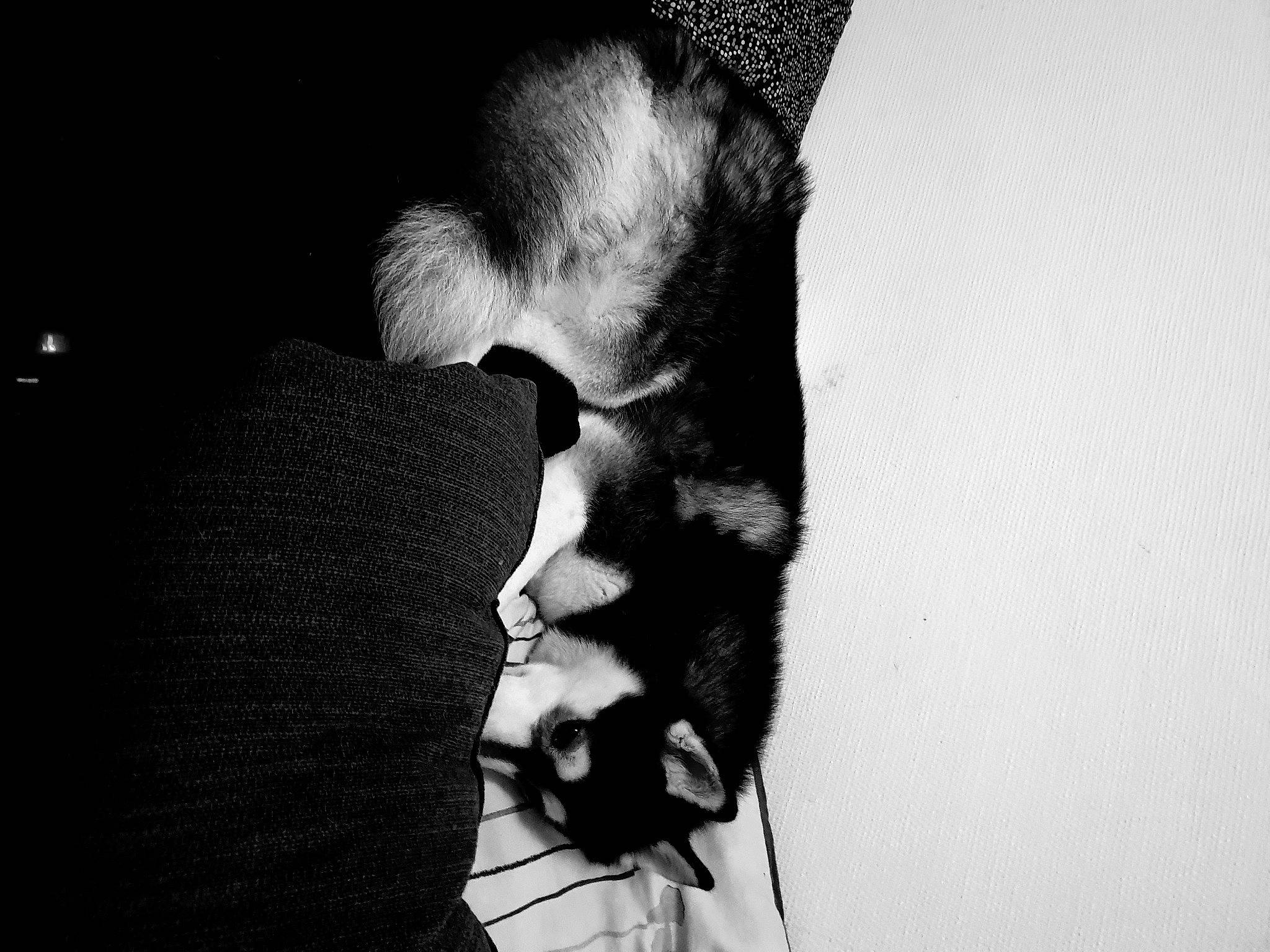 Balto participe au concours pour gagner de l'argent avec cette photo : arm, beard, elbow, eye, eyelash, facial_hair, finger, flash_photography, gesture, hand, headgear, human_body, jaw, leg, mouth, neck, nose, style, trunk, whiskers