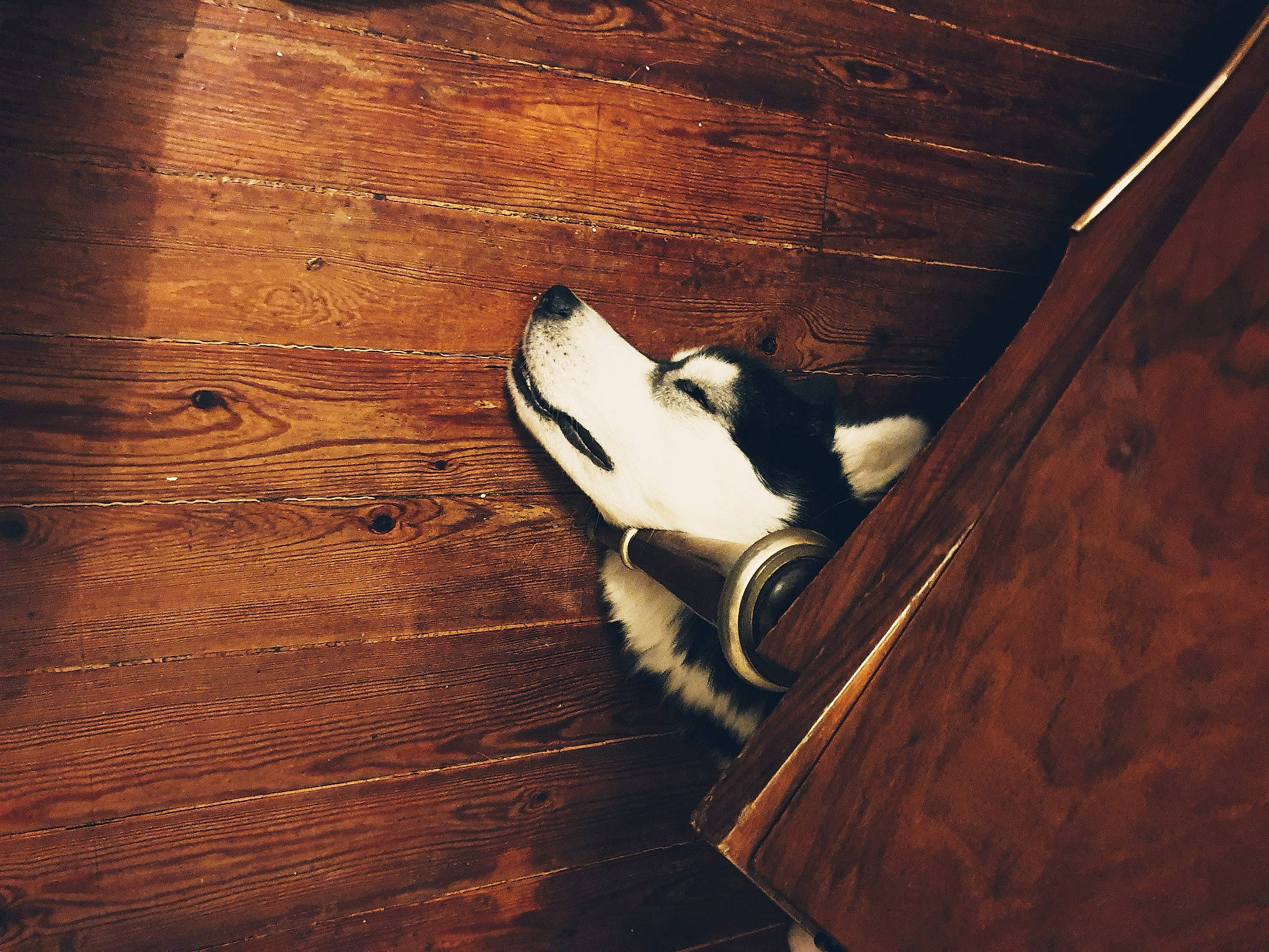 Balto a rejoint le concours — aidez-le/la à gagner de superbes lots ! brown, carmine, carnivore, cloud, comfort, companion_dog, darkness, dog, dog_breed, flash_photography, floor, flooring, hardwood, laminate_flooring, plank, plywood, tints_and_shades, wood, wood_flooring, wood_stain