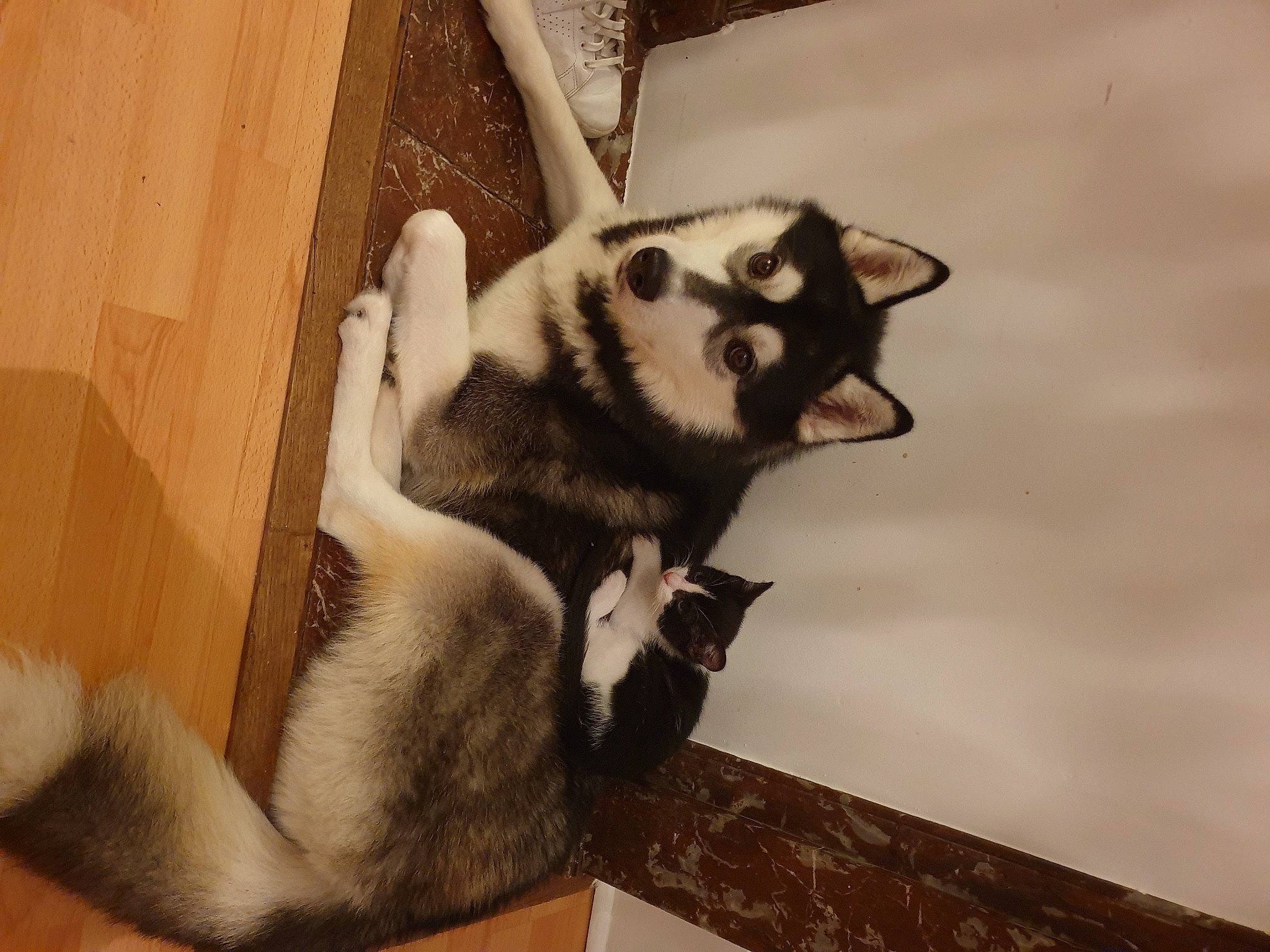 Balto a rejoint le concours — aidez-le/la à gagner de superbes lots ! canidae, carnivore, claw, dog_breed, felidae, flooring, foot, fur, metal, paw, shadow, snout, tail, terrestrial_animal, whiskers, wildlife, window, wood, zoo