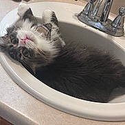 Momo joined the competition — help win amazing prizes! animal, bathroom, cat, countertop, curious, cute, domestic_animal, domestic_cat, feline, fixture, fluffy, fur, household, indoor, pet, pink_nose, relaxed, resting, sink, whiskers