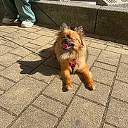 Nalaah participe au concours pour gagner de l'argent avec cette photo : brown_fur, curb, daytime, dog, fluffy_dog, happy_dog, leash, outdoor, panting, pants, pavement, person, pet, shadow, shoes, sidewalk, sitting, small_dog, sunlight, urban