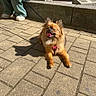brown_fur, curb, daytime, dog, fluffy_dog, happy_dog, leash, outdoor, panting, pants, pavement, person, pet, shadow, shoes, sidewalk, sitting, small_dog, sunlight, urban