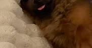 Nalaah participe au concours pour gagner de l'argent avec cette photo : dog, brown_dog, fluffy, pet, cute, tongue_out, blanket, cozy, indoor, paw, fur, resting, relaxed, hand, bedroom, soft, animal, companion, cute_pet, friendly