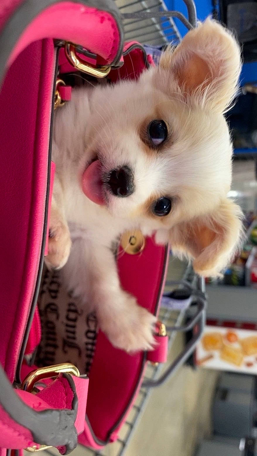 Teddy is registered to the contest to win money with this photo: adorable, animal, blurred_background, close_up, cute, dog, ears, eyes, fur, handbag, indoor, pet, pet_accessory, pink_bag, playful, portrait, puppy, shopping_cart, small_dog, tongue_out