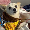 Teddy is registered to the contest to win money with this photo: animal, bed, blanket, colorful_clothing, companion, cozy, curious, cute, cute_pet, dog, domestic_animal, ears, furry, indoor, pet_clothing, portrait, resting, small_dog, soft, white_dog