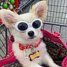 Teddy is registered to the contest to win money with this photo: accessory, animal, collar, cute, dog, fashion, handbag, indoor, music_overlay, pet_accessory, pink, retail, shelf, shopping_cart, small_dog, store, sunglasses, tag, toy, white_dog