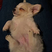 Teddy is registered to the contest to win money with this photo: adorable, animal, casual, companion, cozy, cute, dog, fluffy, fur, indoor, jeans, lap, peaceful, pet, puppy, relaxed, resting, sleeping, small_dog, snuggled