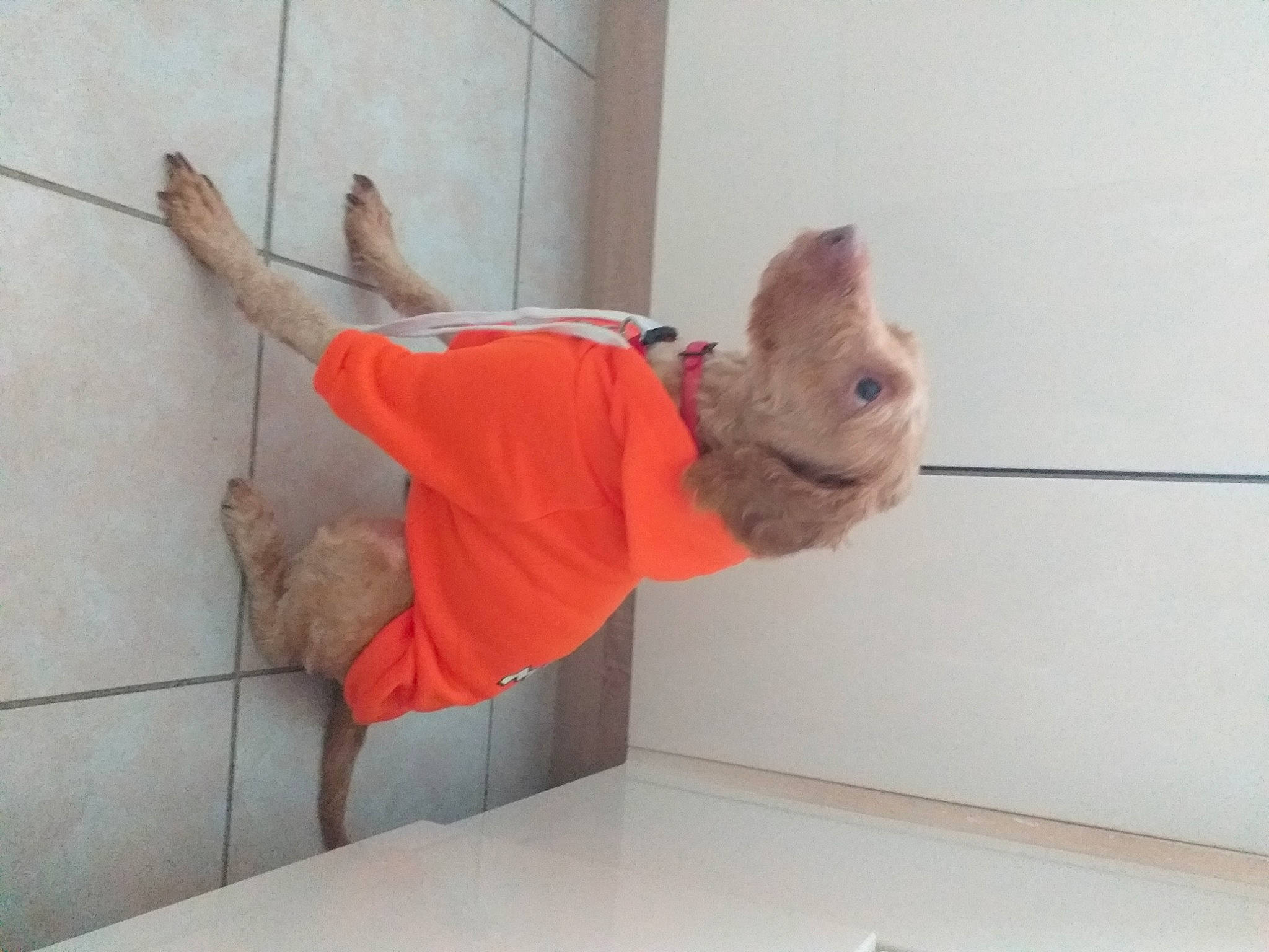 Praline participe au concours pour gagner de l'argent avec cette photo : canidae, carnivore, child, comfort, elbow, fawn, flooring, fur, human_leg, knee, linens, room, small_to_medium_sized_cats, sporting_group, stuffed_toy, tail, teddy_bear, toy, window, wood