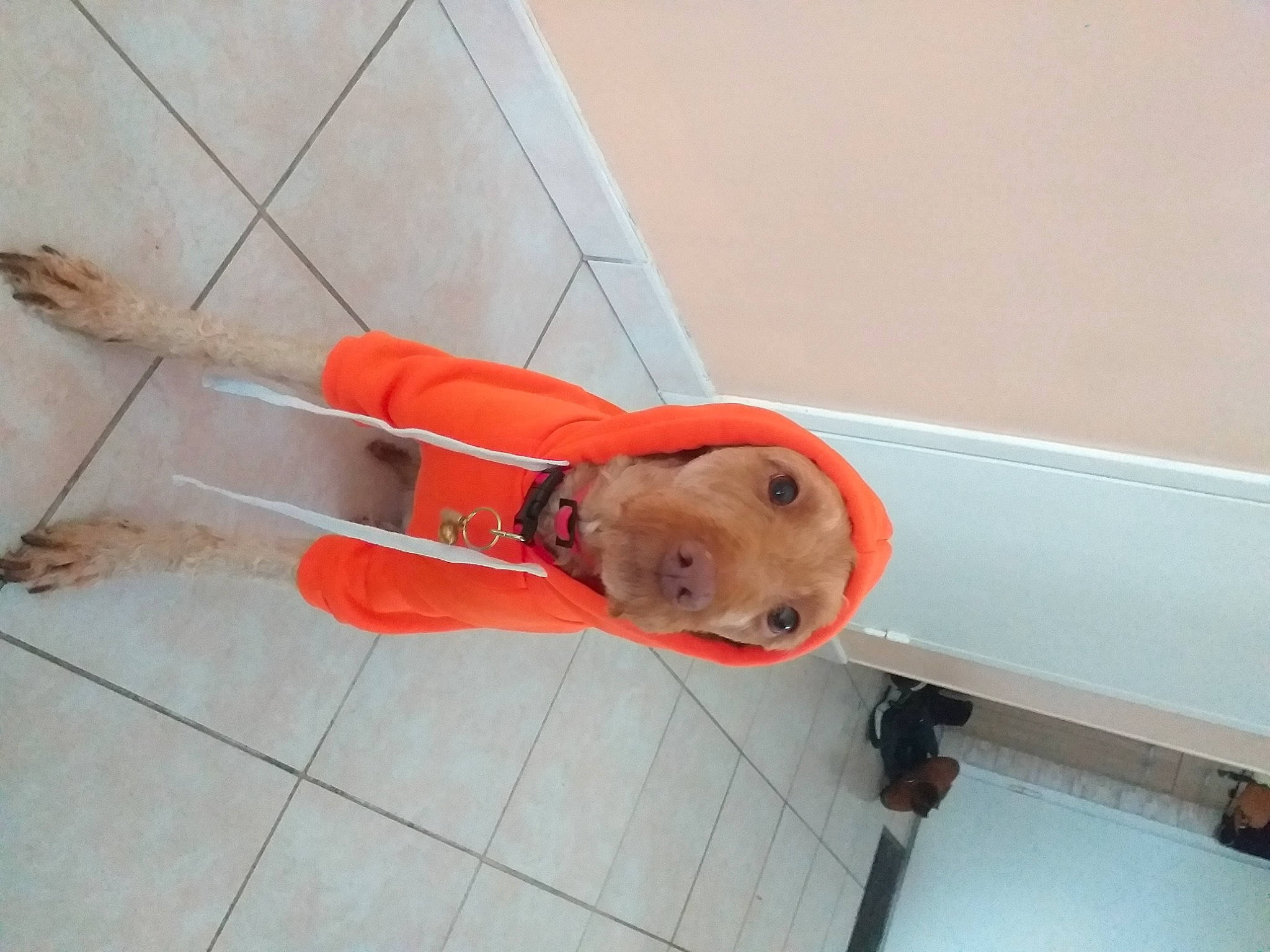 Praline participe au concours pour gagner de l'argent avec cette photo : boats_and_boating_equipment_and_supplies, carmine, carnivore, cleanliness, composite_material, dog, flooring, hardwood, outdoor_shoe, rope_rhythmic_gymnastics, tail, wood