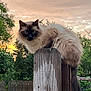 cat, feline, pet, fluffy, long_hair, whiskers, wooden_post, fence_post, backyard, sunset, sky, trees, outdoor, nature, portrait, sitting, tail, curious, animal, evening