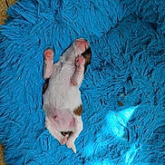 Rocky a rejoint le concours — aidez-le/la à gagner de superbes lots ! puppy, newborn, sleeping, blue_rug, fluffy, pet, animal, pink_paws, cozy, cute, small, fur, lying_down, indoor, resting, adorable, relaxed, mammal, domestic_animal, baby