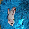 puppy, newborn, sleeping, blue_rug, fluffy, pet, animal, pink_paws, cozy, cute, small, fur, lying_down, indoor, resting, adorable, relaxed, mammal, domestic_animal, baby