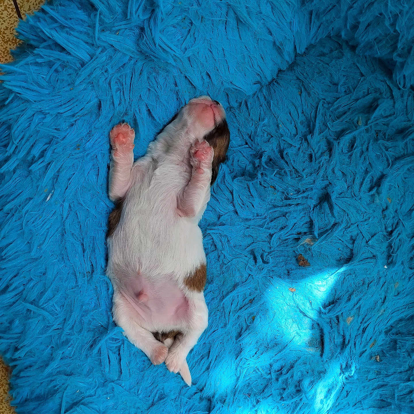 Rocky a rejoint le concours — aidez-le/la à gagner de superbes lots ! puppy, newborn, sleeping, blue_rug, fluffy, pet, animal, pink_paws, cozy, cute, small, fur, lying_down, indoor, resting, adorable, relaxed, mammal, domestic_animal, baby