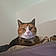 Minette