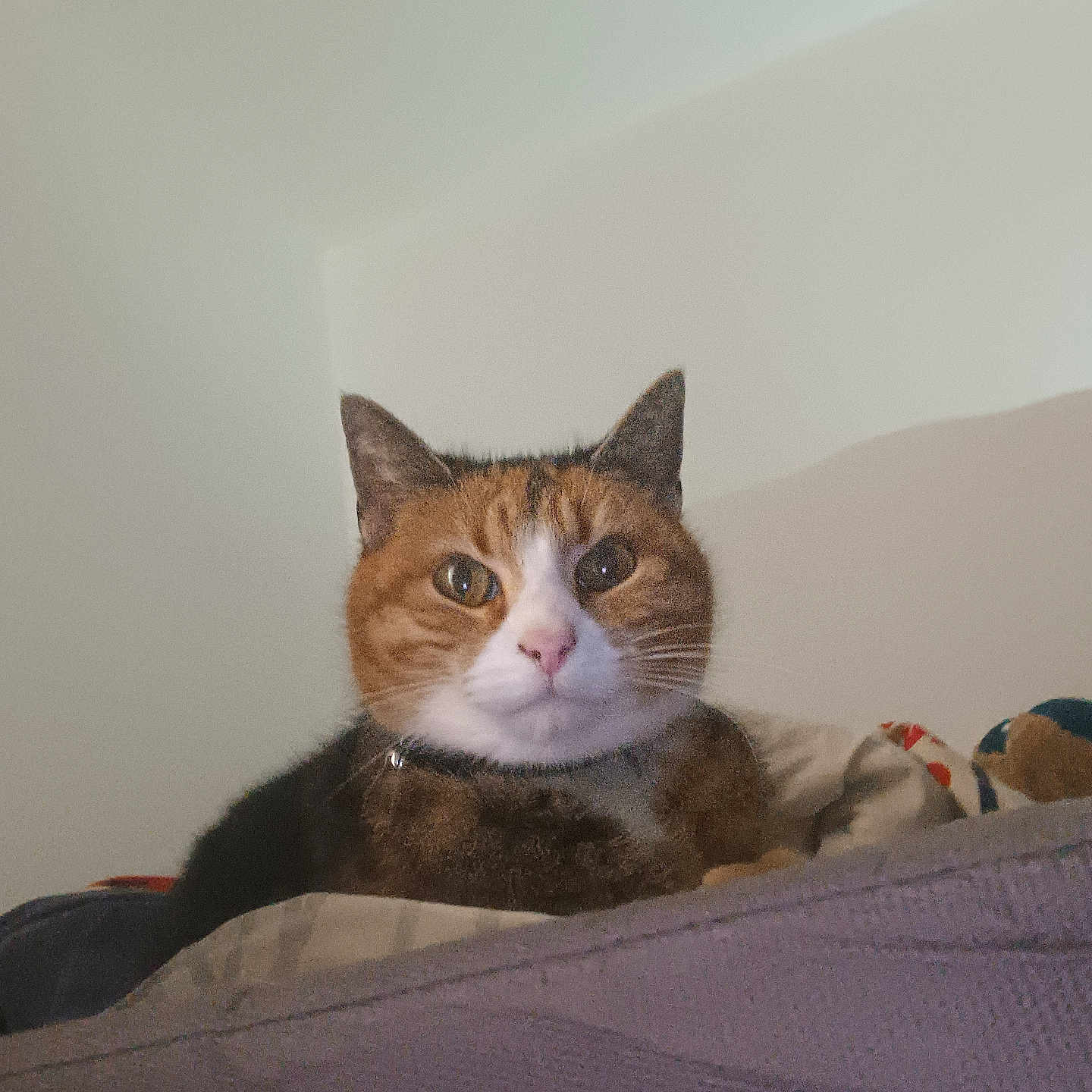 Minette