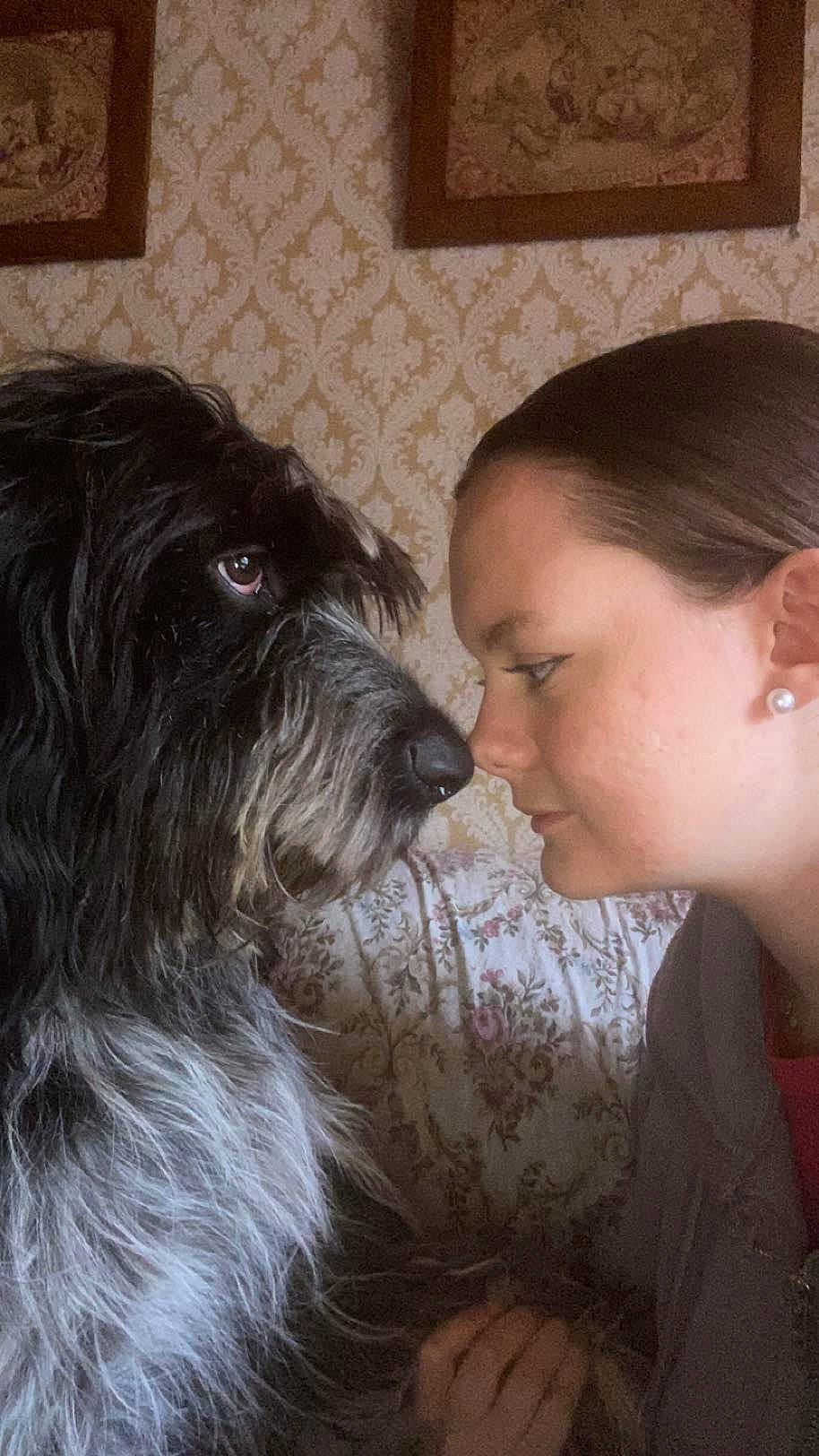 Schnaps a rejoint le concours — aidez-le/la à gagner de superbes lots ! black_hair, carnivore, companion_dog, dog, dog_breed, ear, earrings, eyelash, fur, gesture, happy, iris, liver, long_hair, picture_frame, snout, sporting_group, terrier, toy_dog, working_animal