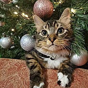 Toast is registered to the contest to win money with this photo: cat, tabby, christmas_tree, ornament, silver_ornament, pink_ornament, greenery, paws, whiskers, holiday, decorations, curious, closeup, indoor, feline, pet, patterned_fabric, festive, tree_branch, resting