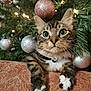 cat, tabby, christmas_tree, ornament, silver_ornament, pink_ornament, greenery, paws, whiskers, holiday, decorations, curious, closeup, indoor, feline, pet, patterned_fabric, festive, tree_branch, resting