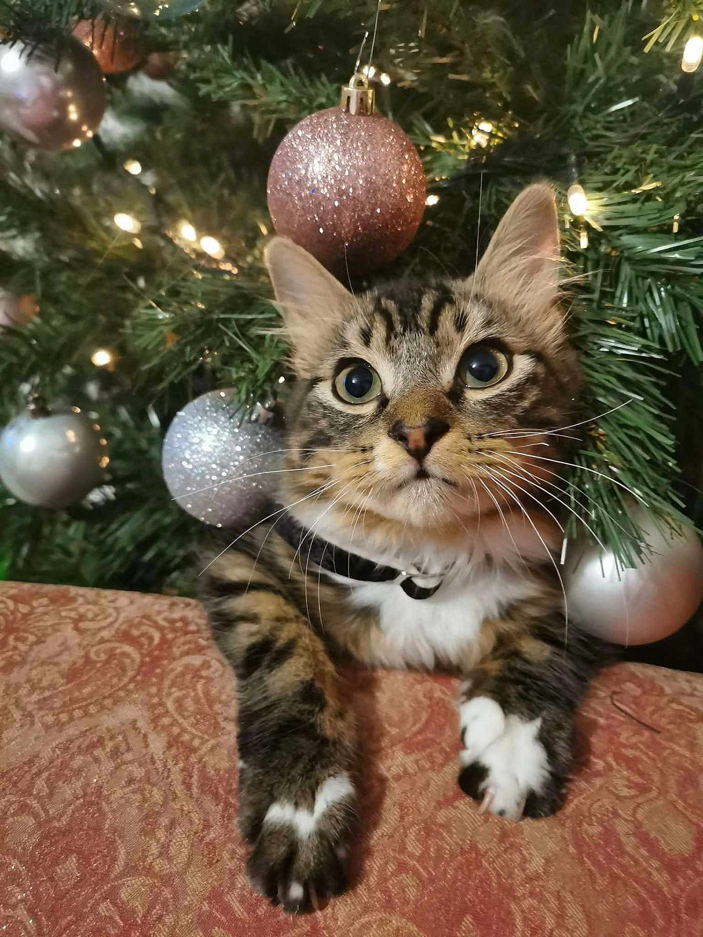 Toast is registered to the contest to win money with this photo: cat, tabby, christmas_tree, ornament, silver_ornament, pink_ornament, greenery, paws, whiskers, holiday, decorations, curious, closeup, indoor, feline, pet, patterned_fabric, festive, tree_branch, resting