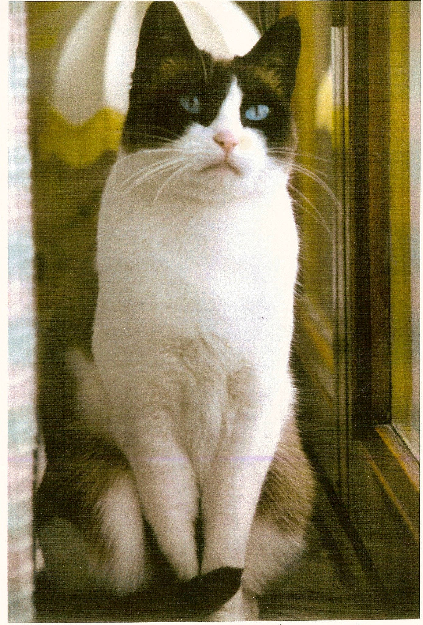 Pedro a rejoint le concours — aidez-le/la à gagner de superbes lots ! aegean_cat, american_wirehair, carnivore, cat, domestic_short_haired_cat, felidae, japanese_bobtail, kitten, photo_caption, polydactyl_cat, small_to_medium_sized_cats, tail, whiskers, window