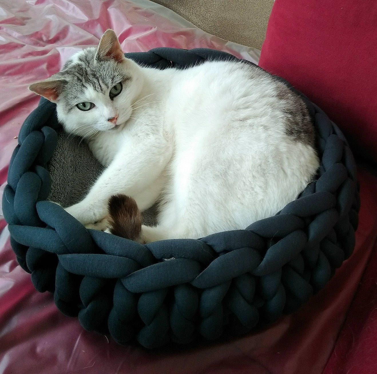 Maxou a rejoint le concours — aidez-le/la à gagner de superbes lots ! basket, carnivore, cat, cat_bed, cat_furniture, cat_supply, circle, comfort, domestic_short_haired_cat, felidae, fur, linens, paw, pet_supply, small_to_medium_sized_cats, snout, tail, terrestrial_animal, whiskers