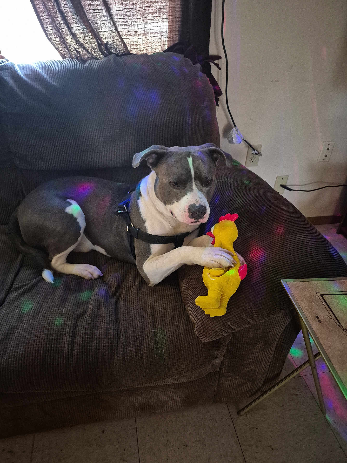 King joined the competition — help win amazing prizes! dog, couch, toy, rubber_chicken, indoor, brown_furniture, colorful_lights, relaxed, pet, floor, curtain, wall, power_outlet, leash, harvest, playful, domestic_animal, resting, canine, living_room